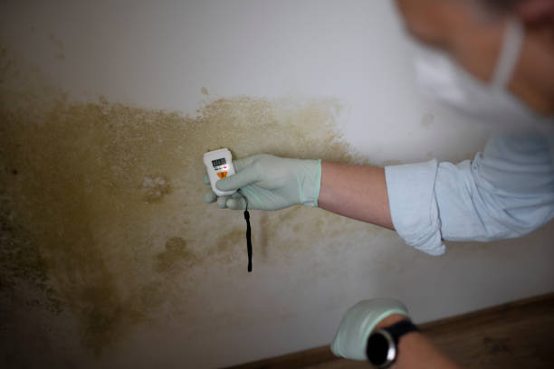 Best Black Mold Remediation in Moscow, ID