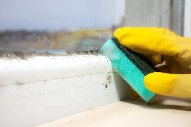 Best Post-Flood Mold Remediation in Moscow, ID