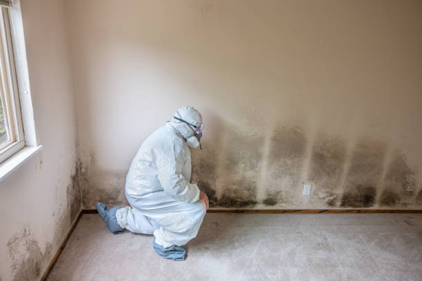 Best Commercial Mold Remediation in Moscow, ID