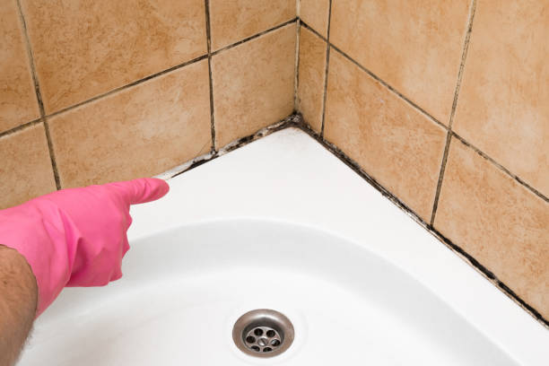 Best Mold Remediation for Specific Building Types in Moscow, ID